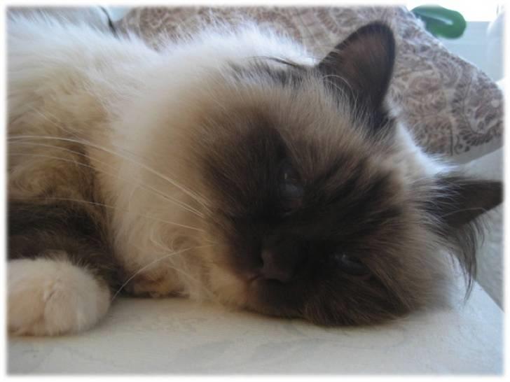 Hellig Birma Chicka billede 10