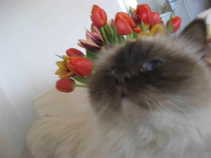 Hellig Birma Chicka billede 11