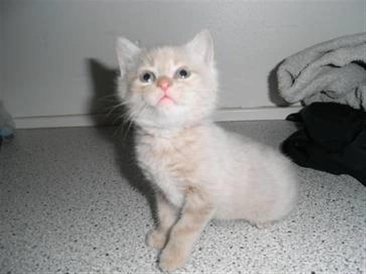 Blanding af racer Phønix (floffy) - 6 uger gammel  billede 16