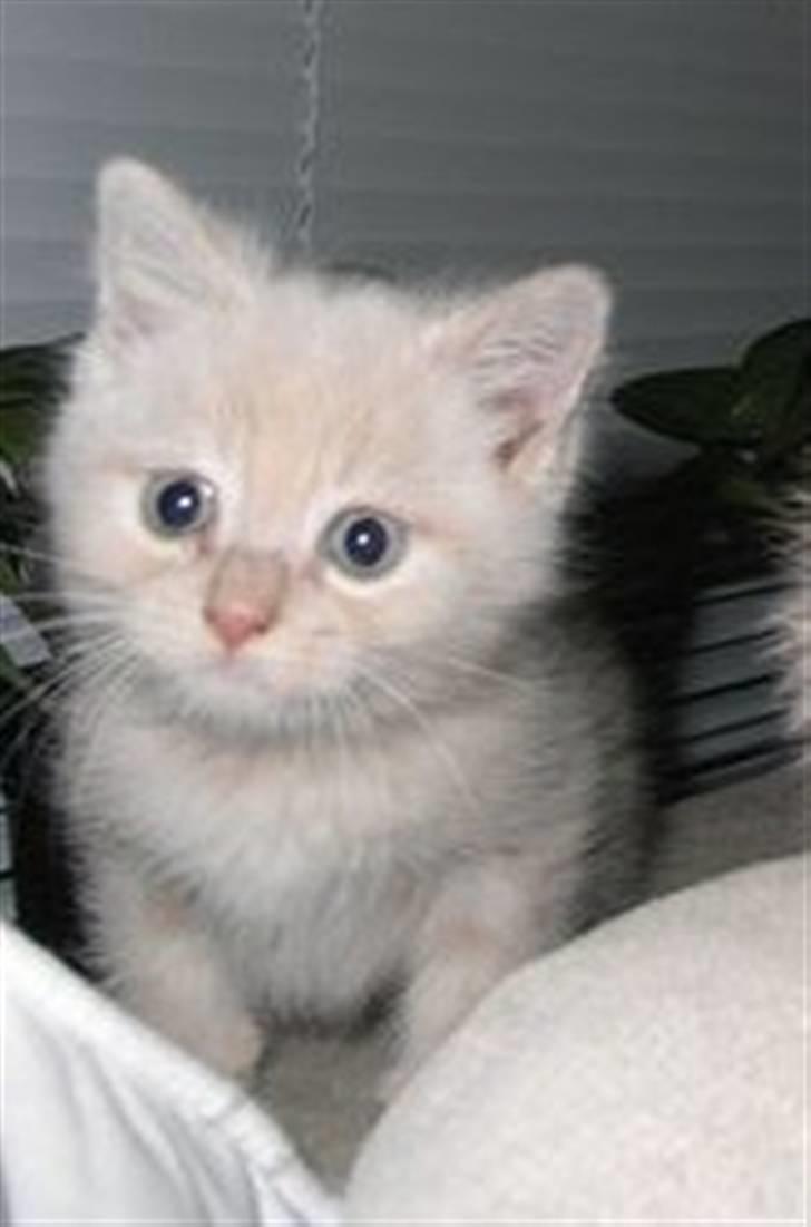 Blanding af racer Phønix (floffy) - som meget lille killing 6. uge billede 17