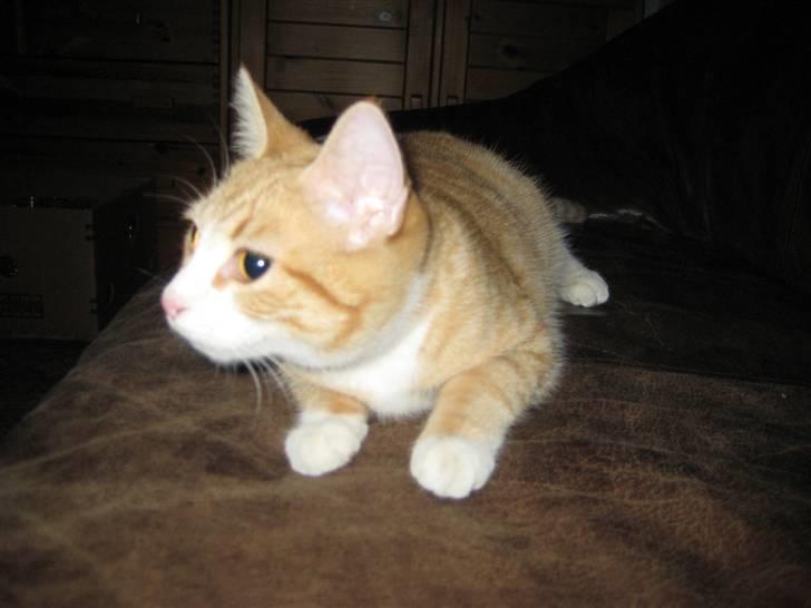 Huskat Nala - Smukke Nala. billede 1