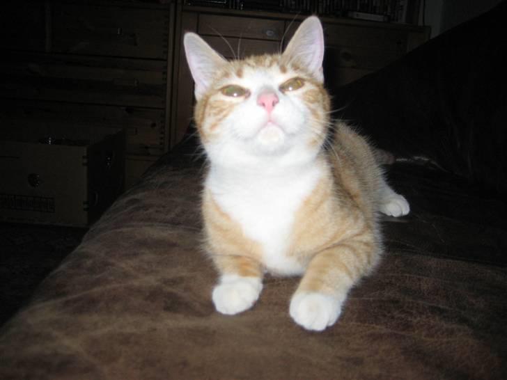 Huskat Nala billede 2