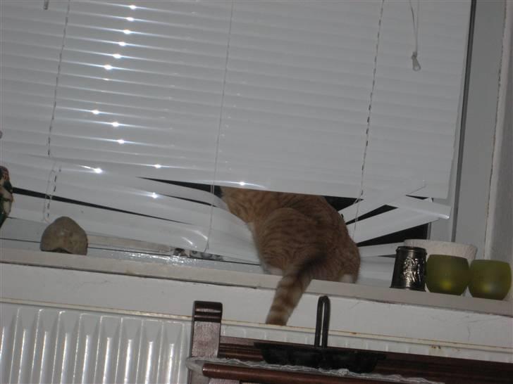 Huskat Nala - NALA! KAN DU SÅ KOMME UD! :D billede 3