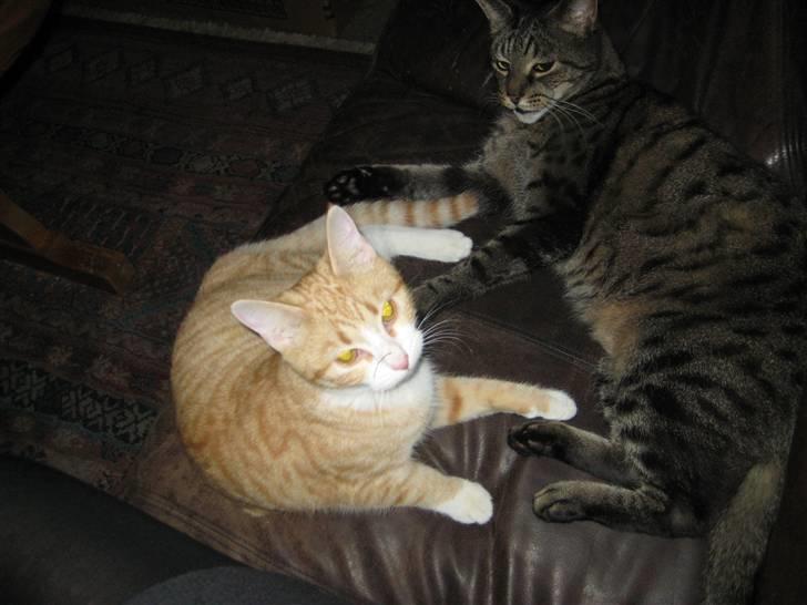 Huskat Nala - Nala og Missen :) billede 4