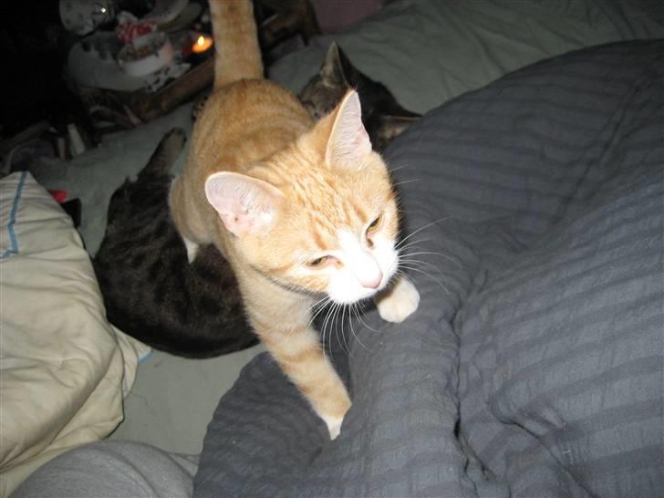 Huskat Nala - Er lige på vej herover, mor.. :) billede 5