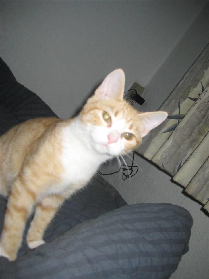 Huskat Nala billede 6