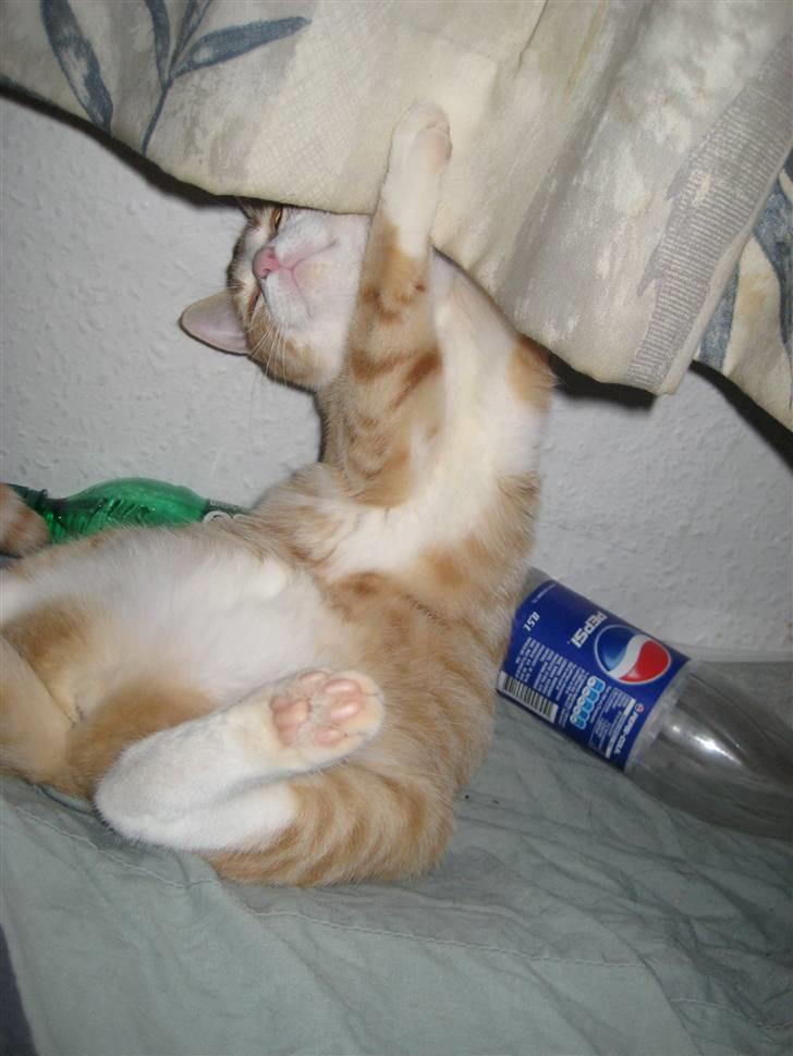 Huskat Nala - "GARDINER ER SJOVE!" -Jaa... billede 7