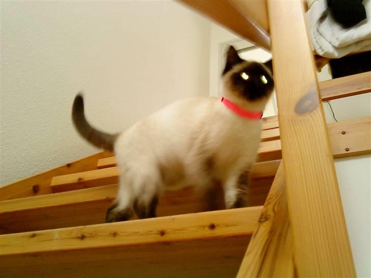 Blanding af racer mitzi billede 2