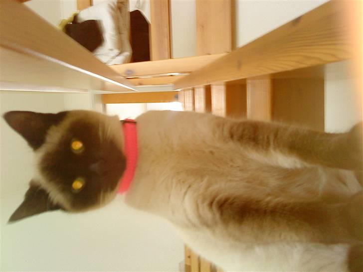 Blanding af racer mitzi billede 3