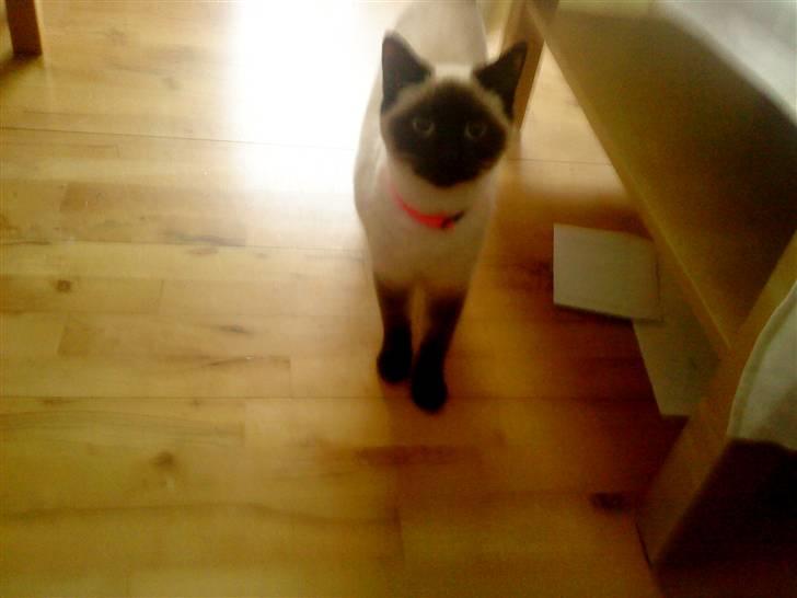 Blanding af racer mitzi billede 4