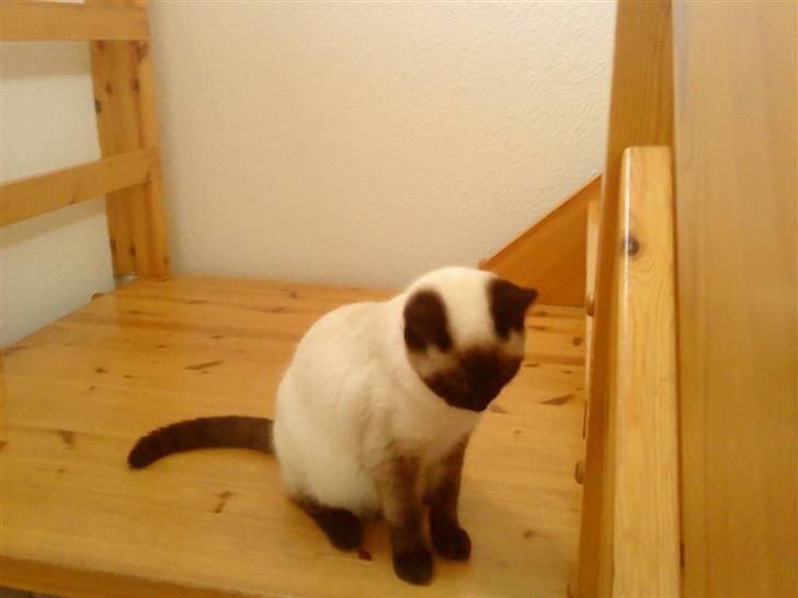 Blanding af racer mitzi billede 5