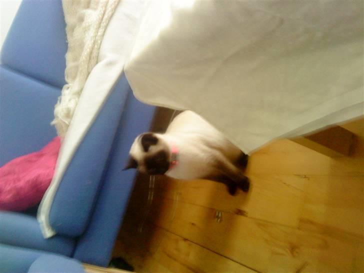 Blanding af racer mitzi billede 6