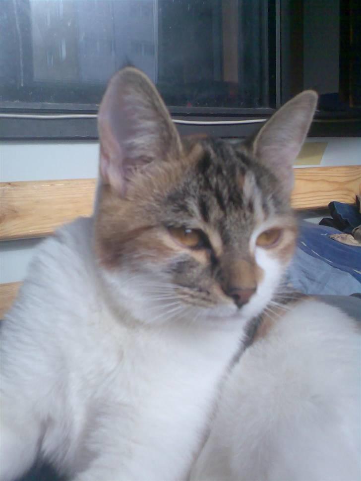 Huskat Fifi billede 12