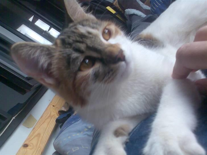 Huskat Fifi billede 13