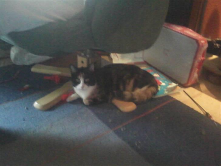 Huskat Snuppi billede 11