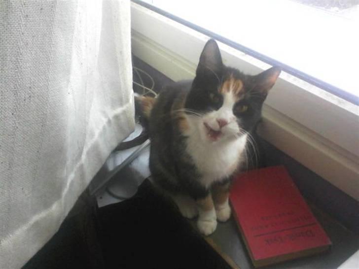 Huskat Snuppi billede 12