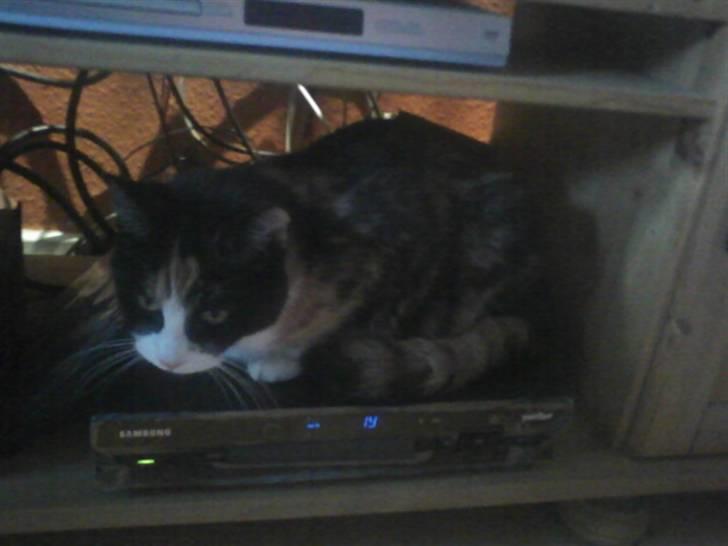 Huskat Snuppi billede 13