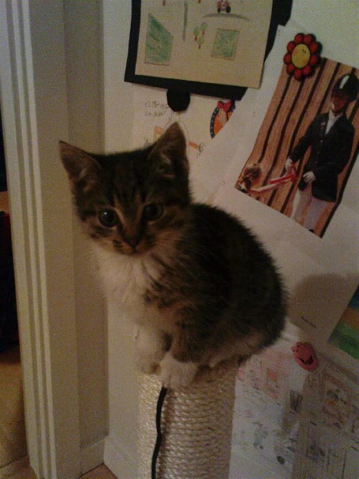 Huskat Mille billede 1