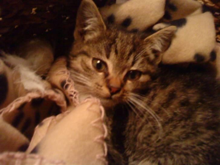 Huskat Mille billede 2