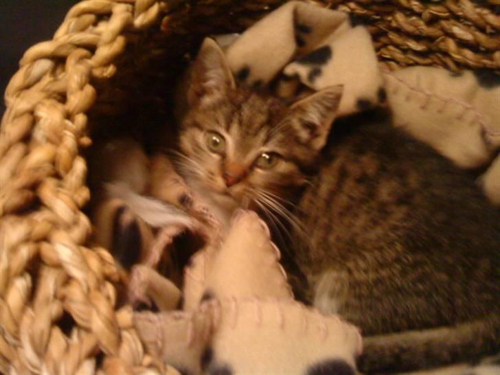 Huskat Mille billede 3