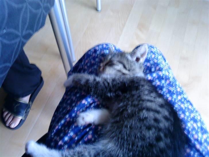 Huskat Mille billede 4