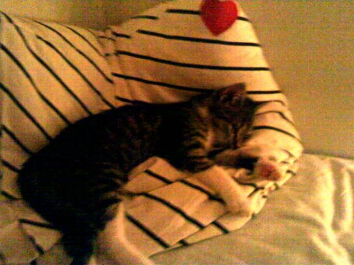 Huskat Mille billede 5