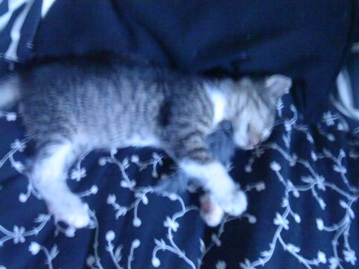 Huskat Mille billede 6