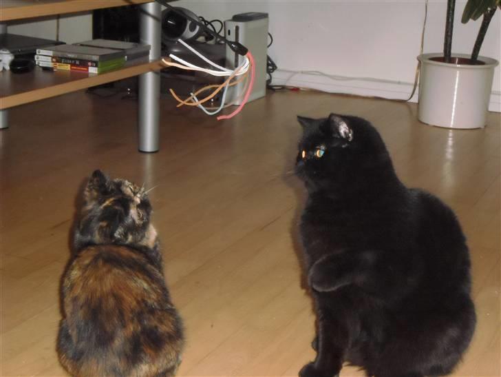 Exotic Coco Chanel *Joynes Nesbi - Det er hyggeligt og sjovt at lege sammen med Valentin. billede 11