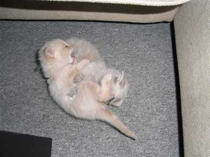 Blanding af racer Phønix (floffy) - 6 uger og sloges med søster billede 18