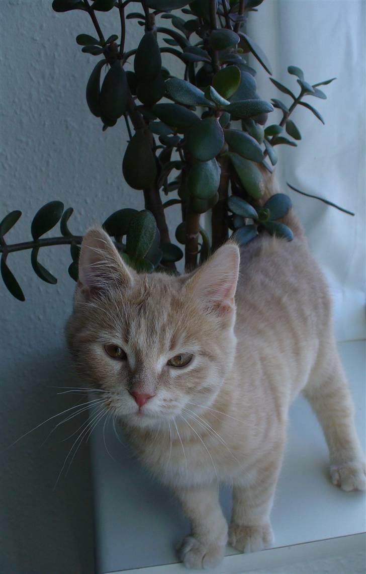 Blanding af racer Phønix (floffy) - Phønix i vindues-parken (16uger) billede 5