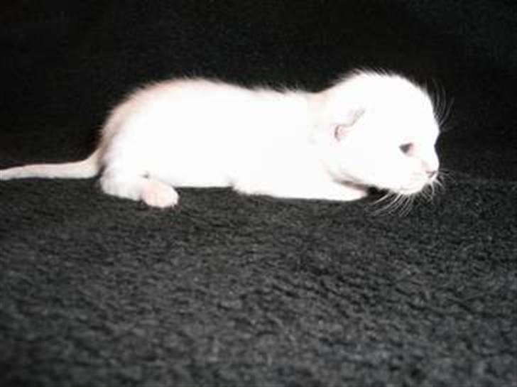 Blanding af racer Phønix (floffy) - 1,5 uge  billede 19