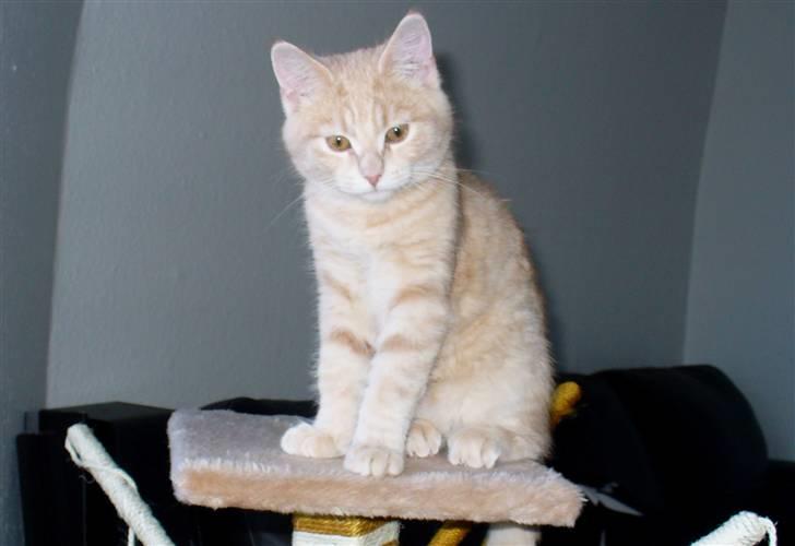 Blanding af racer Phønix (floffy) - 16 uger billede 6