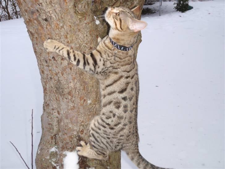 Blanding af racer Isis billede 12