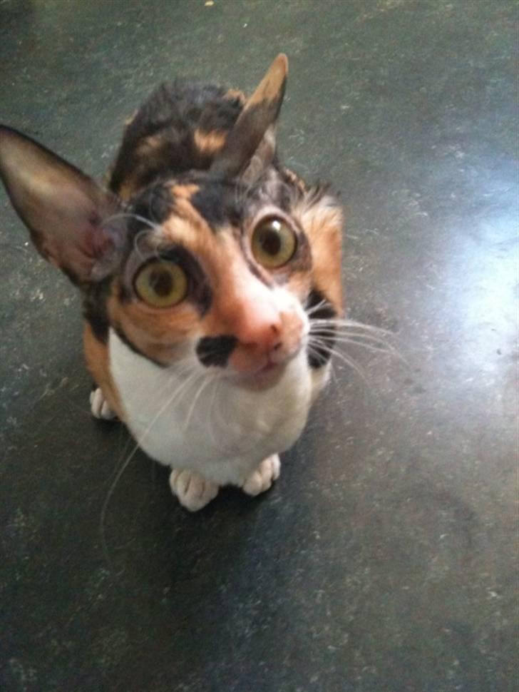 Cornish Rex Karnie billede 1