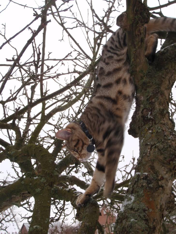 Blanding af racer Isis billede 13