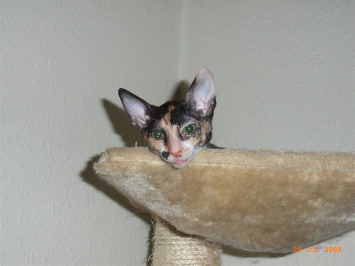 Cornish Rex Karnie billede 2