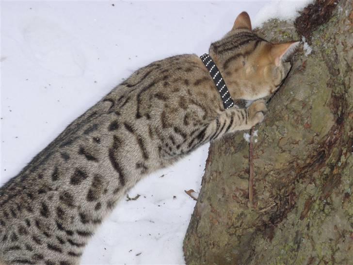 Blanding af racer Isis - Hallooo er der nogen billede 14