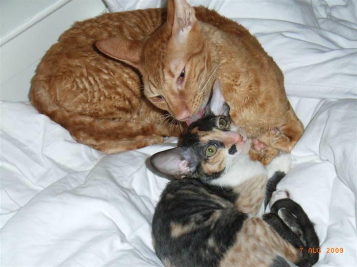 Cornish Rex Karnie billede 3