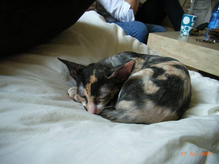 Cornish Rex Karnie billede 4