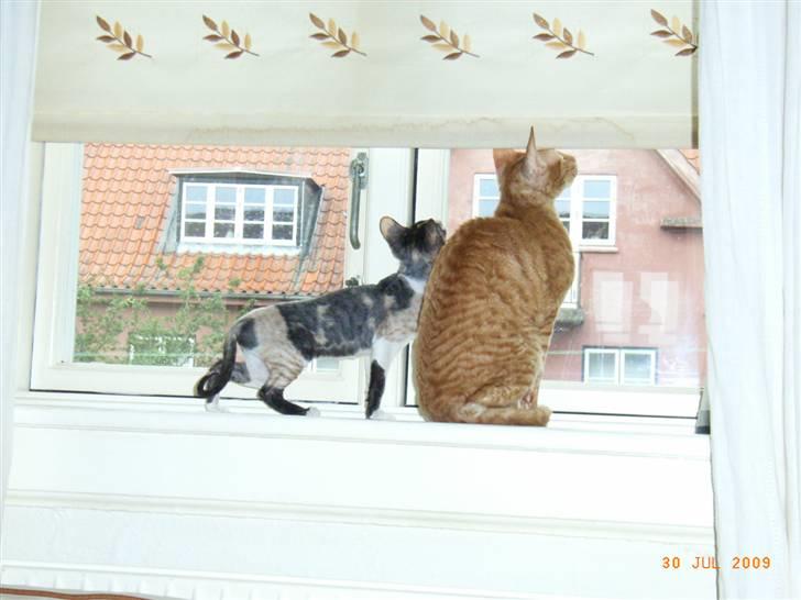 Cornish Rex Karnie billede 5