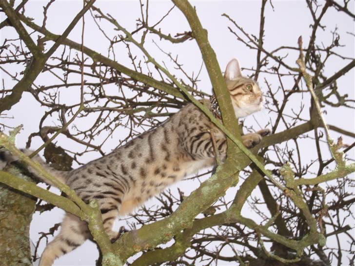 Blanding af racer Isis billede 15