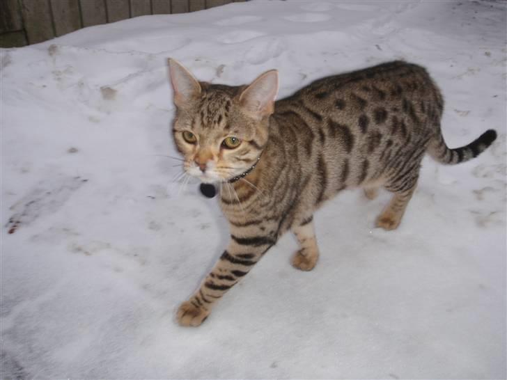 Blanding af racer Isis billede 16