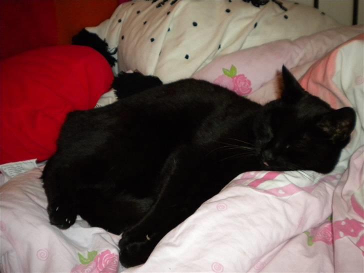 Huskat Nero billede 20