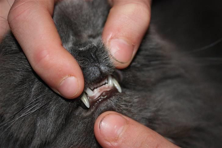 Perser Ofelia *solgt* - Tænder!! uhh, farlige!! :D billede 6