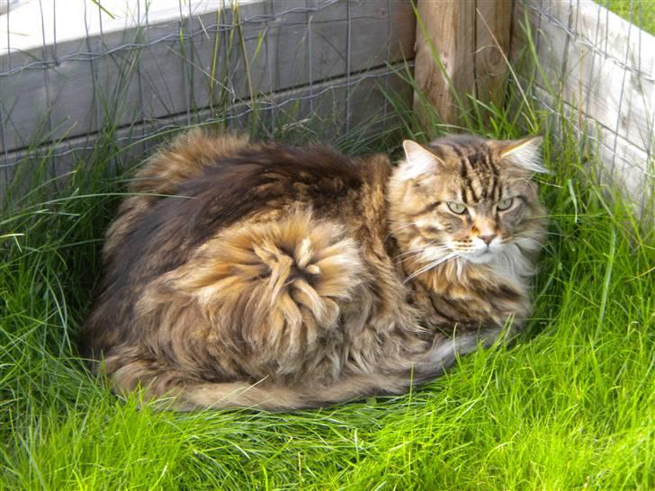 Maine Coon Tiger billede 16