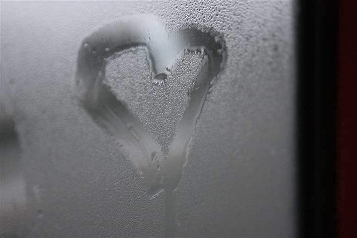 Perser Ofelia *solgt* - Min kærlighed til dig, kan ikke brydes min Noffe-pige.<3 Elsker dig!! (Ved billederne skal være af katten, synes bare det er så´n et sødt billede, og JO! jeg har selv taget det!(; ) billede 7