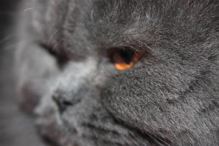 Perser Ofelia *solgt* - Nurh.<33 billede 8