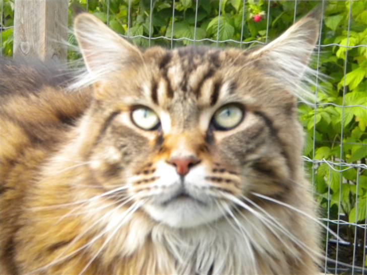 Maine Coon Tiger billede 18