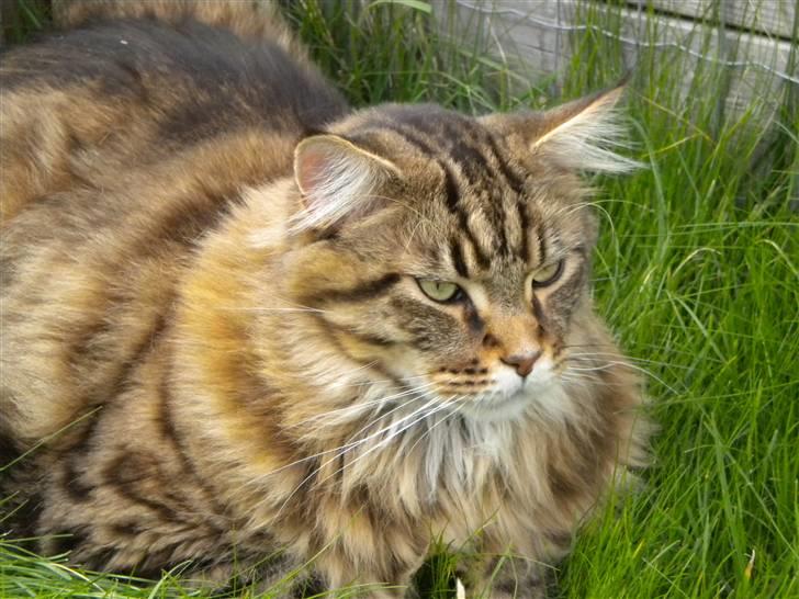 Maine Coon Tiger billede 19