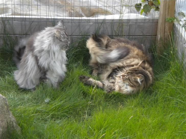 Maine Coon Sille billede 7